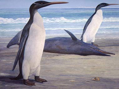 Meet Kairuku, the giant prehistoric penguin Meet Kairuku, the giant prehistoric penguin