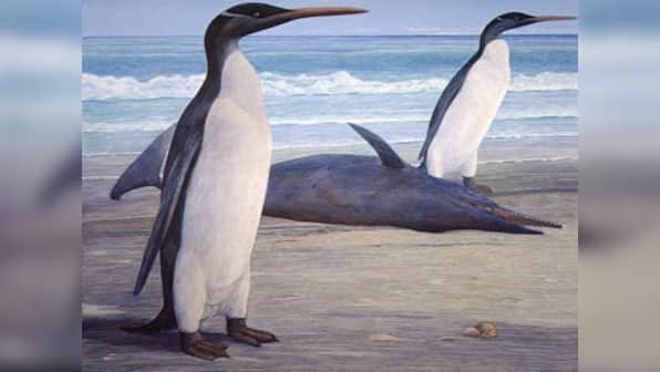 Meet Kairuku, the giant prehistoric penguin