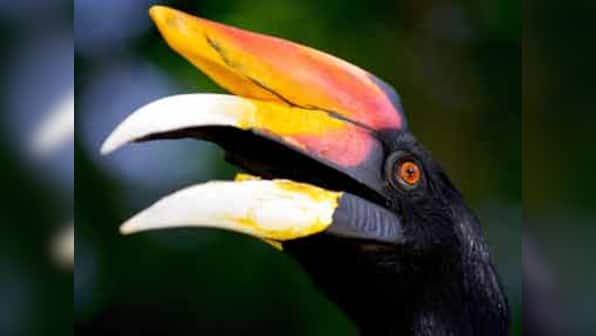 Artificial beaks save hornbills from extinction in Arunachal