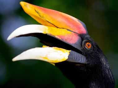 Artificial beaks save hornbills from extinction in Arunachal
