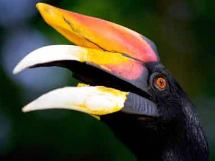 Artificial beaks save hornbills from extinction in Arunachal