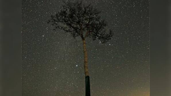 'Miracle' pine tree that survived Japan tsunami is dying
