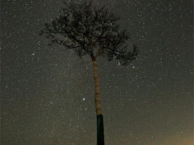 'Miracle' pine tree that survived Japan tsunami is dying 'Miracle' pine tree that survived Japan tsunami is dying