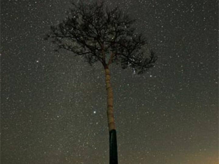'Miracle' pine tree that survived Japan tsunami is dying