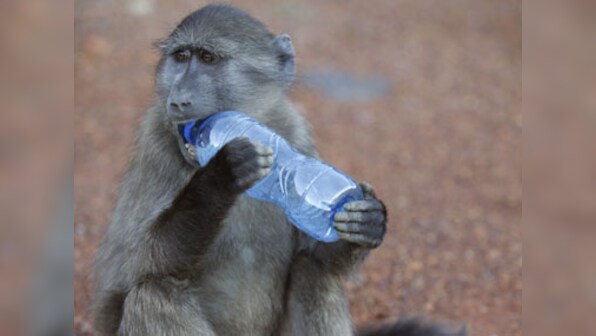 Brokers thrash Monkeys, offer their tips for Budget 2012