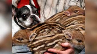 Bulldog adopts 6 wild boar piglets in Germany 