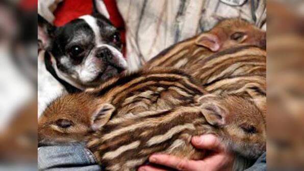 Bulldog adopts 6 wild boar piglets in Germany 
