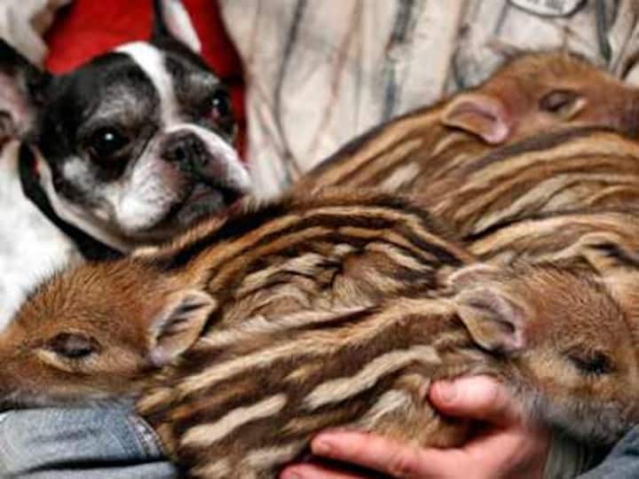 Bulldog adopts 6 wild boar piglets in Germany 
