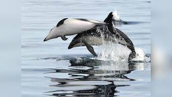 The Demwe project gives a damn about dolphins, or conservation