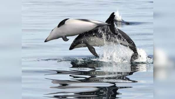 The Demwe project gives a damn about dolphins, or conservation