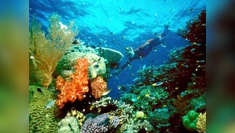 'Weed-like' algae killing Great Barrier Reef corals, a new study warns