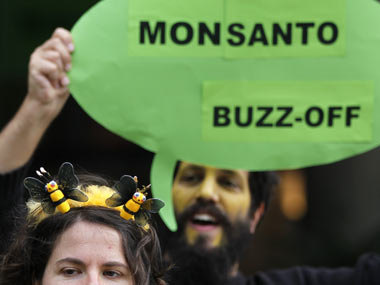 Anti-GM body claims Monsanto defied norms in GM maize trials Anti-GM body claims Monsanto defied norms in GM maize trials