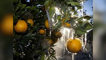 Vitamin C could help cure brain cancer: study