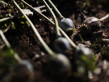 Drug abuse on the rise in Kashmir as growing militancy, hostilities provide safe ground for poppy cultivation Drug abuse on the rise in Kashmir as growing militancy, hostilities provide safe ground for poppy cultivation