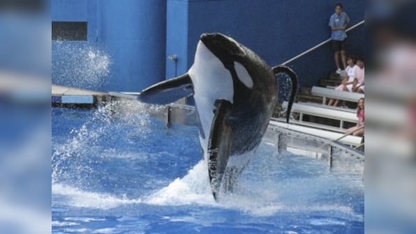 Judge dismisses suit accusing SeaWorld of enslaving whales