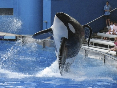 Judge dismisses suit accusing SeaWorld of enslaving whales Judge dismisses suit accusing SeaWorld of enslaving whales