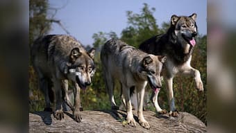 Kill market bulls and bears. Bring on the wolves