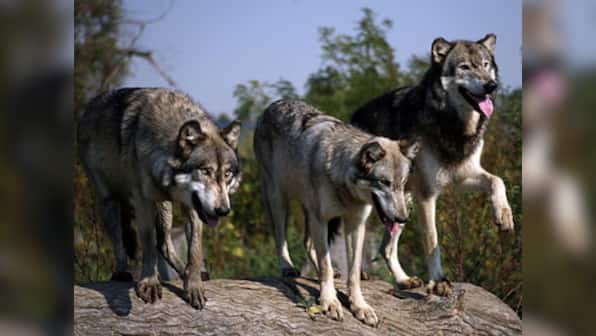 Kill market bulls and bears. Bring on the wolves