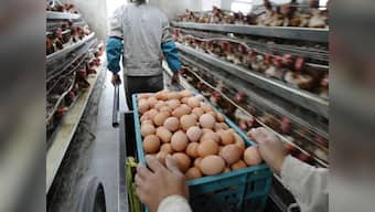 China's answer to heat stroke: Urine-soaked eggs 