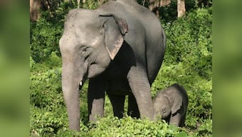 Why relocating badly behaved wild elephants doesn't work