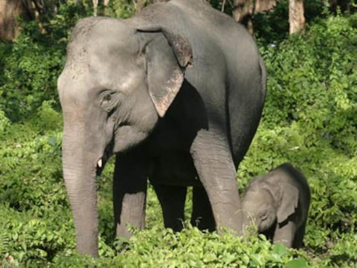 Why relocating badly behaved wild elephants doesn't work