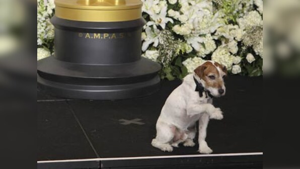 Whither Uggie: Why Bollywood doesn't like dogs