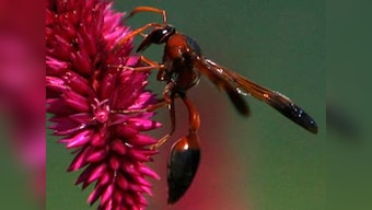 Scientists discover giant wasp species in Indonesia