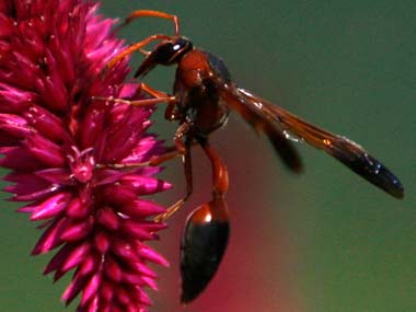 Scientists discover giant wasp species in Indonesia Scientists discover giant wasp species in Indonesia