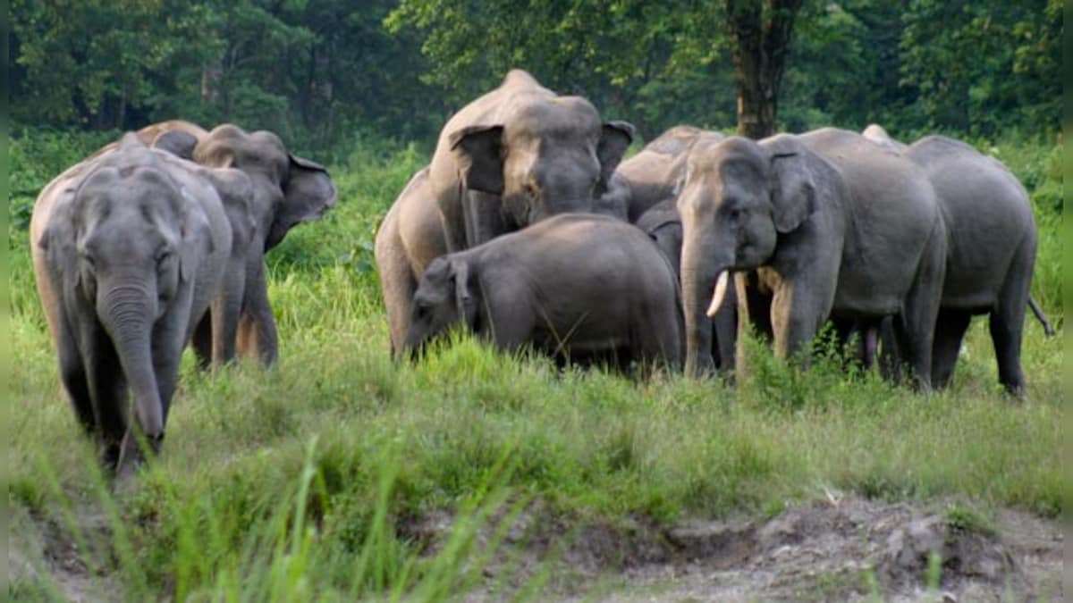 Elephant in the room: How plastic spoons, glass entered the diet of wild pachyderms in India