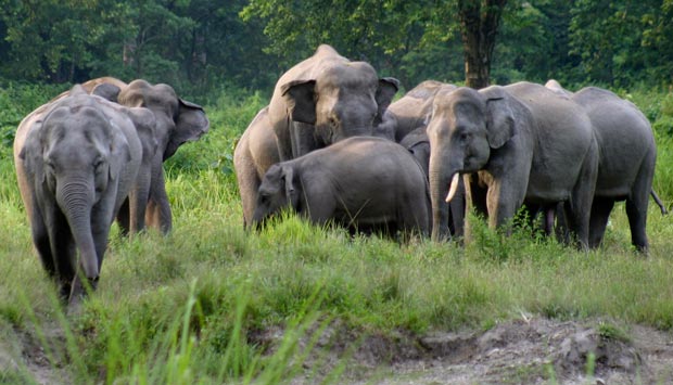 Elephant in the room: How plastic spoons, glass entered the diet of wild pachyderms in India Elephant in the room: How plastic spoons, glass entered the diet of wild pachyderms in India