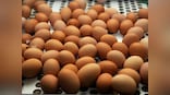 Book Excerpt: They eat meat! The pursuit of an illicit egg in Gujarat