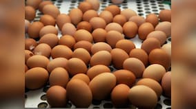 Book Excerpt: They eat meat! The pursuit of an illicit egg in Gujarat