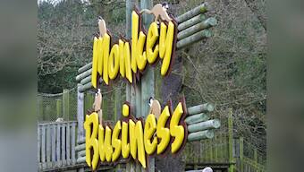 Monkey 1 stays on top, Monkey 2 slips on banana peel