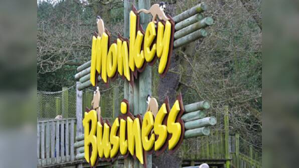 Monkey 1 stays on top, Monkey 2 slips on banana peel