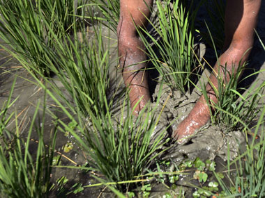 Bring MNREGA under Food Security Bill in Budget 2012 Bring MNREGA under Food Security Bill in Budget 2012