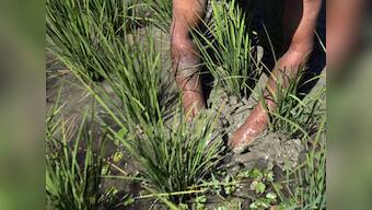 NREGA lifted consumption, not productivity: Crisil