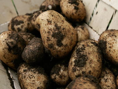 Potato exports jump over two-fold at 2.5 lakh ton in Apr-Dec Potato exports jump over two-fold at 2.5 lakh ton in Apr-Dec