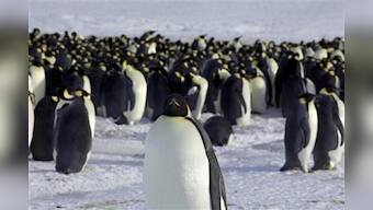 Space pictures pick up lots more penguins