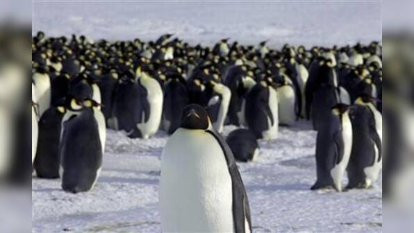 Space pictures pick up lots more penguins