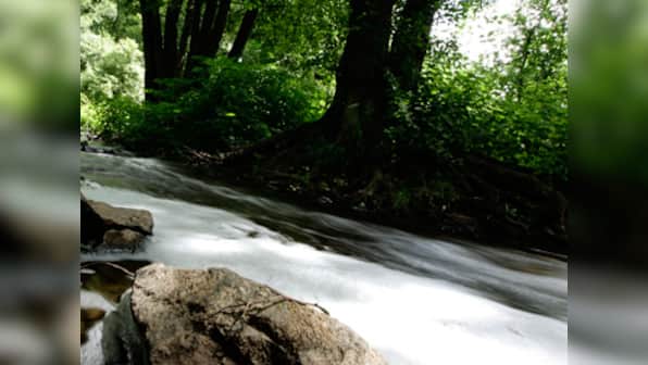 Bizarre: A forest where you can commit suicide!