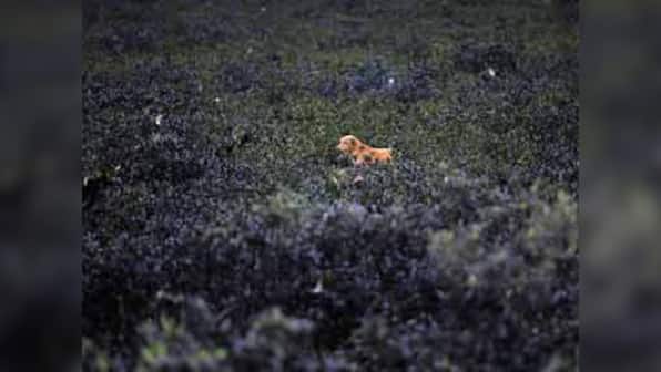 Mumbai's mangroves being destroyed for residences?