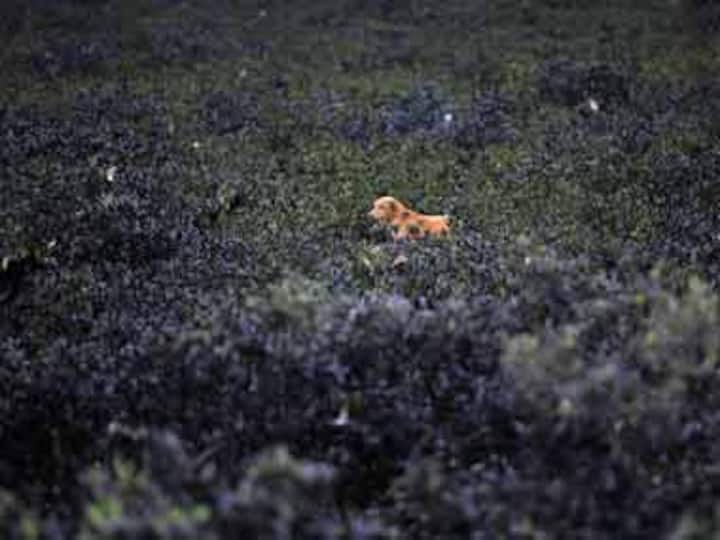 Mumbai's mangroves being destroyed for residences?