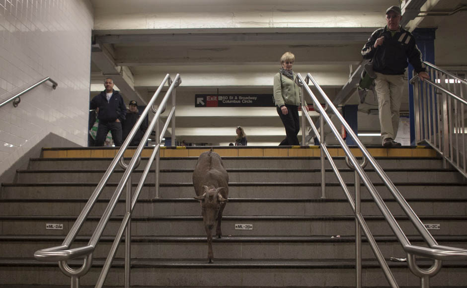 Google+ and Facebook: The rise of social media, and the failed attempts that ensued Google+ and Facebook: The rise of social media, and the failed attempts that ensued