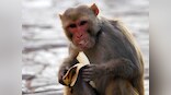 Monkey 2 gets its chance, but Nifty continues to lead