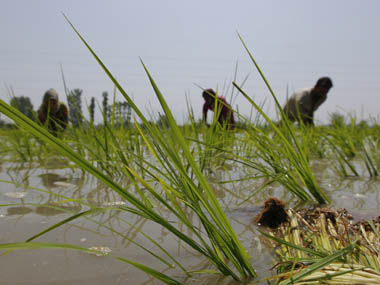 India's rice export prices up four-month peak on rising procurement costs; Thailand rates dip on fall in demand India's rice export prices up four-month peak on rising procurement costs; Thailand rates dip on fall in demand