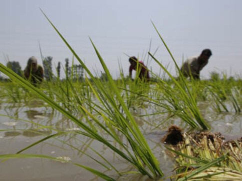 India's rice export prices up four-month peak on rising procurement costs; Thailand rates dip on fall in demand India's rice export prices up four-month peak on rising procurement costs; Thailand rates dip on fall in demand