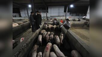 Will pig poo power China's energy appetite?