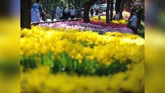 Istanbul: The original home of the tulip