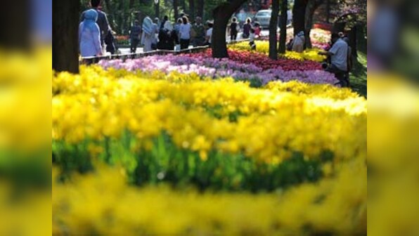 Istanbul: The original home of the tulip