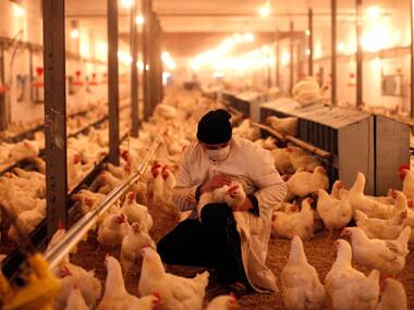 Fish, poultry offer as many problems to the human body as red meat